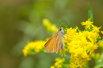 motyl z wysuniętą trąbką