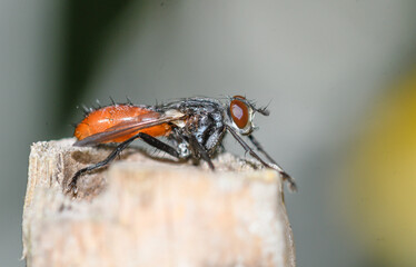 Close up of Cylindromyia bicolor fly perched on a stick