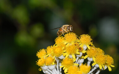 Hoverfly of the genus Eristalis feeding on the flowers of Senecio cineraria