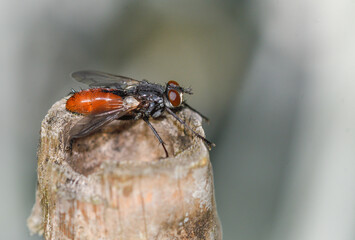 Close up of Cylindromyia bicolor fly perched on a stick