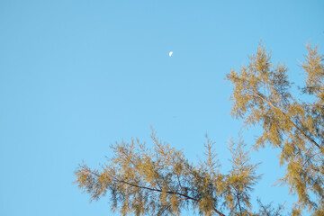 tree branches against the sky, tree branches, trees in the sky, trees and sky, pine trees and blue sky