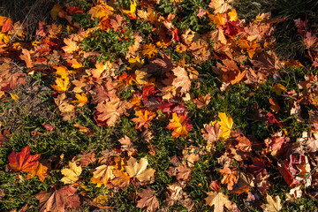 Closeup of multicolored yellow, orange, green dried maple leaves on ground. Garden lawn covered by dry leaves. Autumn concept. Natural background. Panoramic view. Details of nature