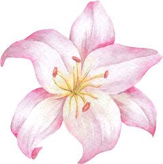 Fototapeta na wymiar Pink Lily Flower Watercolor Illustration