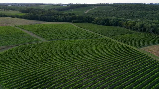 Aerial view Bordeaux Vineyard and forest in summer at sunrise, film by drone in summer, Entre deux mers, High quality 4k footage