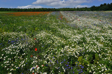 Blumenwiese mit Kamille; Kornblume und Klatschmohn auf der Schwäbischen Alb; Baden Württemberg, Deutschland;