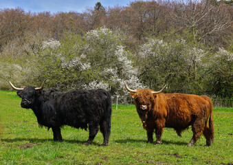 Schottisches Hochlandrind; Highland Cattle; 