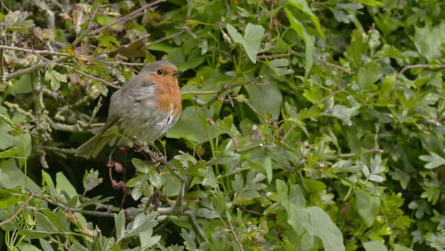 A robin watching from the twig of a hawthorn hedge in which it is nesting