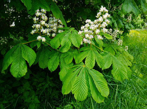 Gewöhnliche Rosskastanie; Aesculus hippocastanum; horse chestnut tree; buckeye