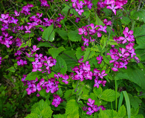 Obraz premium Einjähriges Silberblatt; Lunaria annua;