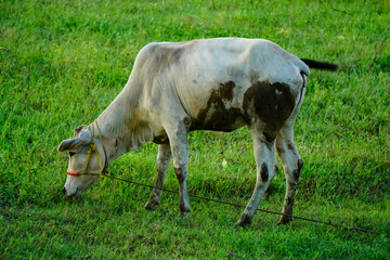 An Indian cow is eating grass in a field with a rope around its neck.