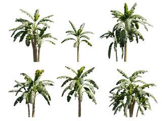 3D illustration banana musa paradisiaca tree © Budda