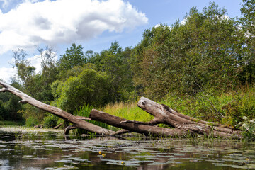 Fototapeta na wymiar Photograph of a lake with fallen trees and a sky with clouds