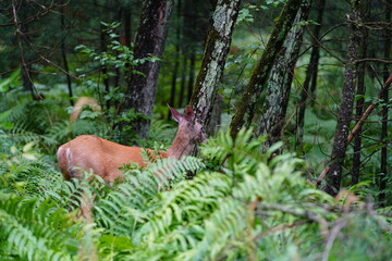 Naklejka na ściany i meble Whitetail female doe adult deer hanging out in the forest.