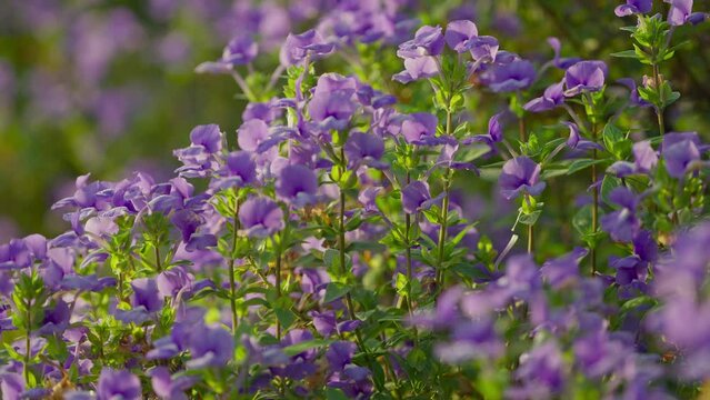 Blooming purple flowers in farm, blur background.