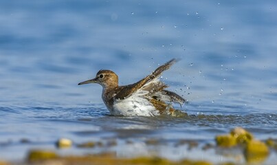 Common Sandpiper (Actitis hypoleucos) is a wetland bird that feeds on mollusks near lakes and streams. It is a common bird in Asia, Europe, Africa and Australia.
