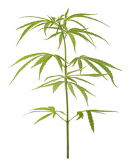 Cannabis or hemp plant isolated on white background.