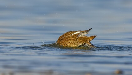 Common Redshank (Tringa totanus) is a migratory bird. It feeds on maggots and mollusks in wetlands in Asia, Europe, America and Africa.