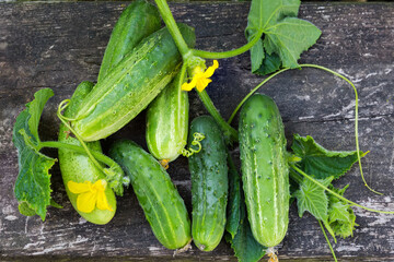 Freshly harvested cucumbers with stems on old wooden surface outdoors