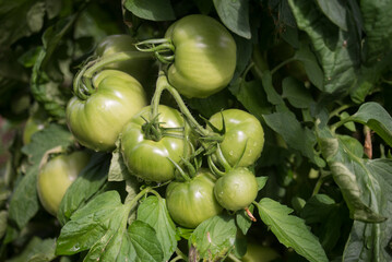 Fototapeta premium Closeup of green tomatoes growing in a greenhouse