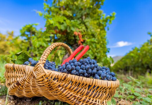Un panier de grappes de raisins pendant les vendanges dans le Var.