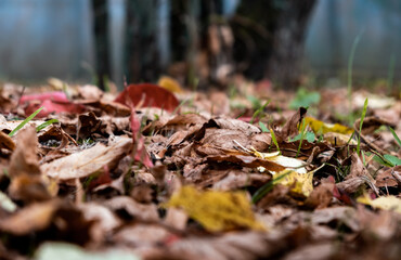 Closeup of multicolored brown, yellow dried leaves on ground. Soft focus. Garden lawn covered by dry leaves. Autumn concept. Natural background. Landscape view. Details of nature. Forest scene