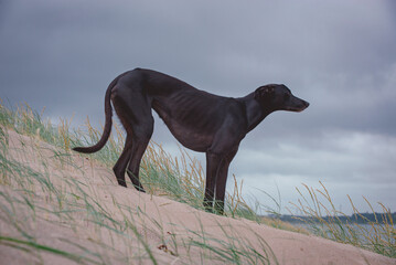 Black Greyhound stood on a sand dune staring in to the distance