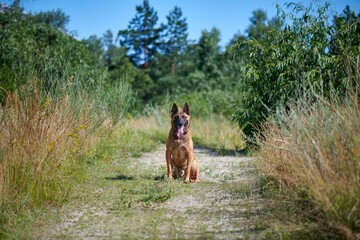 Portrait of a Belgian Shepherd Malinois sitting on a country road