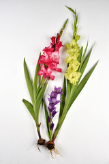 fleurs, feuilles et  bulbes de Glaïeul sur fond blanc - 629888322