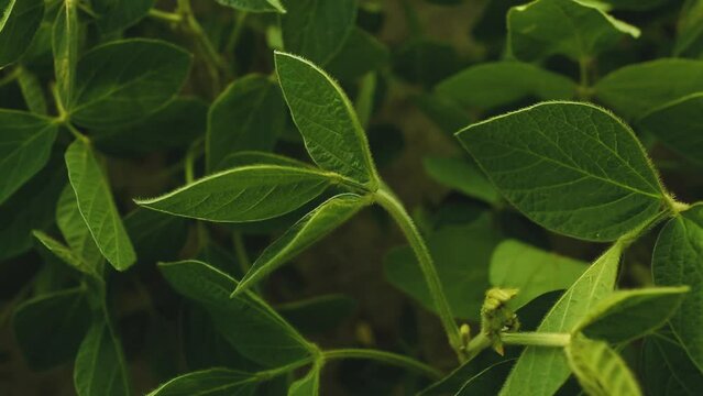 A beautiful soybean field. Land area devoted to soybean production. Growing soybeans. Texture of soybean leaves.