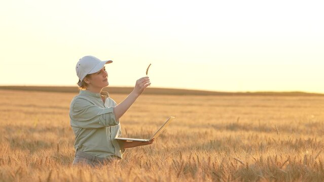 Female farmer with laptop walking in wheat field at sunset