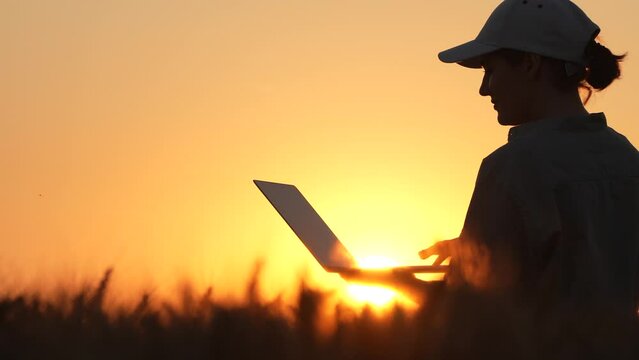 Silhouette of female farmer with laptop in wheat field at sunset