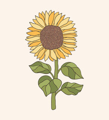 hand drawn botanical vector sunflower vintage flower illustration