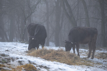 Ruminantia bovidae domestic animals at the farm on a foggy day. Two black cows a bull and a female grazing hay outside on the hill near the forest in winter season