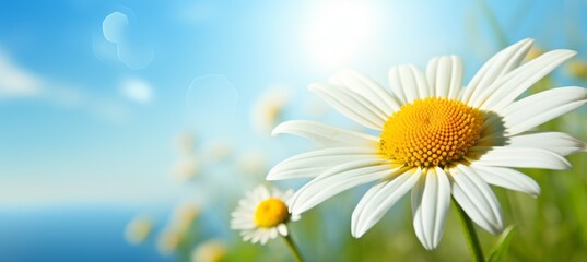 Daisy or chamomile flower garden on bokeh sea background. Generative AI technology.