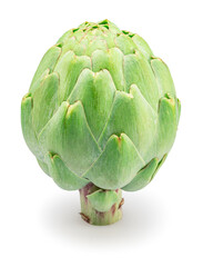 Green french artichoke isolated on white background. Clipping path.