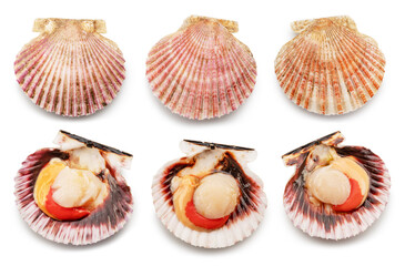 Set of raw opened and closed scallops isolated on white background. Delicacy food. File contains clipping path. © Екатерина Иванова