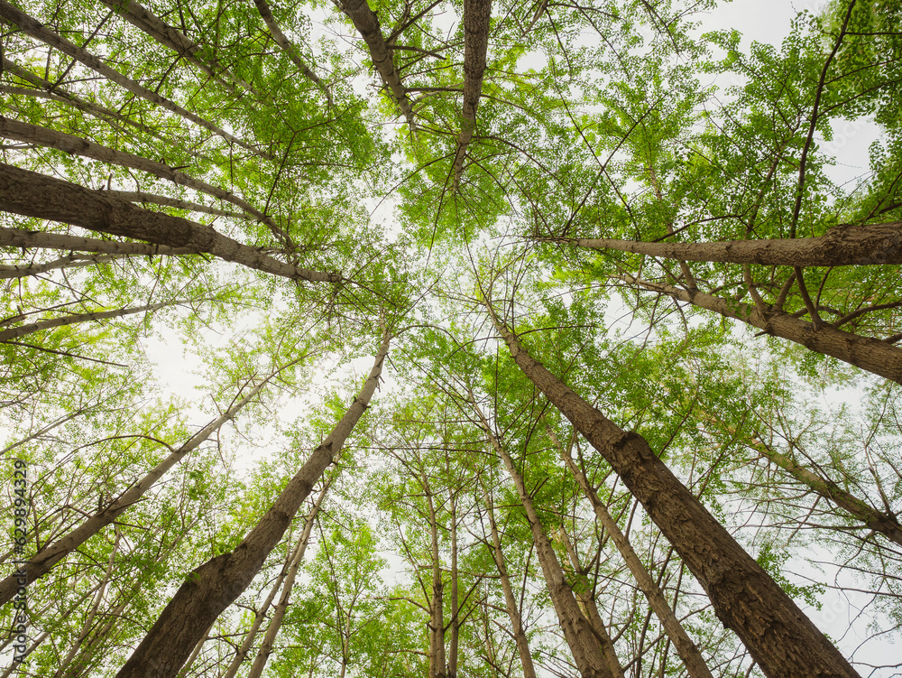 Poster green forest trees low angle view environment nature background