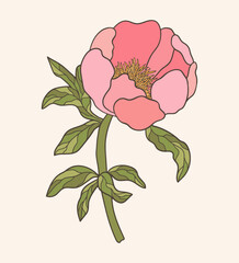 hand drawn botanical vector peony flower illustration