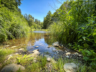 Summer landscape with river named Moravice and forest under blue sky