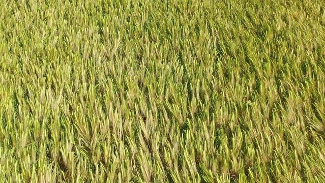 Scenic drone view of barley field in East Lothian, Scotland