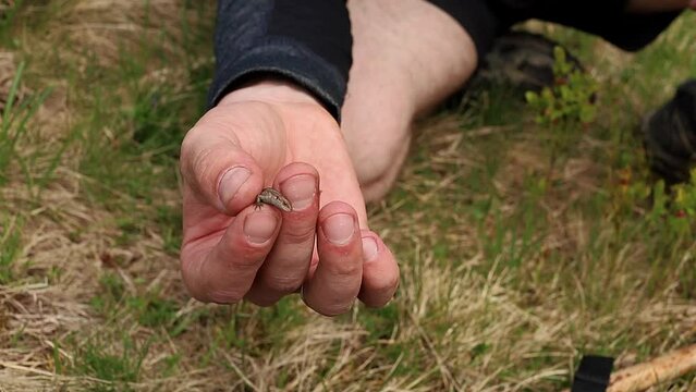 A male tourist holds a small lizard in his hand