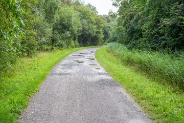 Fototapeta na wymiar path in the woods with rain puddles