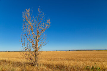 view of a crop field in Spain