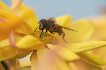 Closeup of a honey bee sitting with pollen in a yellow brilliant sunflower at a summer day