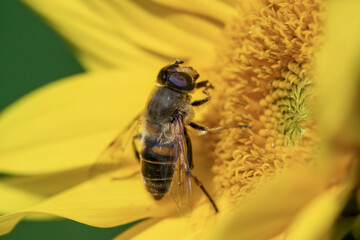 Closeup of a honey bee sitting with pollen in a yellow brilliant sunflower at a summer day