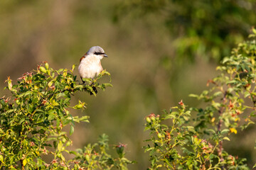 Obraz premium Neuntöter (Laius collurio) oder Rotrückenwürger