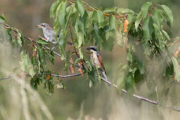 Neuntöter (Laius collurio) oder Rotrückenwürger