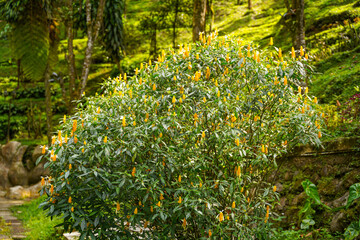 Pachystachys lutea, known as the golden shrimp plant or lollipop plant