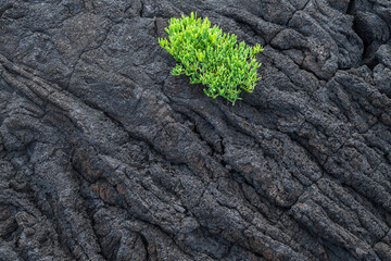 The first vegetation / The first vegetation on a cooled lava field. The volcanic island of Pico is part of the Azores archipelago, Portugal. - 629900770