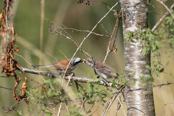 Neuntöter (Laius collurio) oder Rotrückenwürger